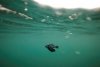 Leatherback Turtle