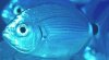 Saddled Sea Bream