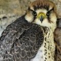 Lanner Falcon