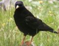 Alpine Chough