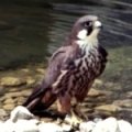 Peregrine Falcon