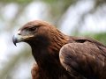 Golden Eagle