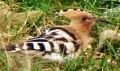 Hoopoe