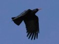 Red Billed Chough