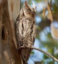 Scops Owl