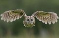 Tawny Owl