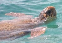 Loggerhead Turtle Greece (image by Chomik)