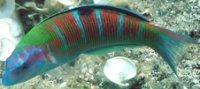  Ornate Wrasse (image by Anders Finn)