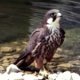 Eleonora's Falcon Crete Kriti