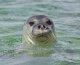 Monk Seal