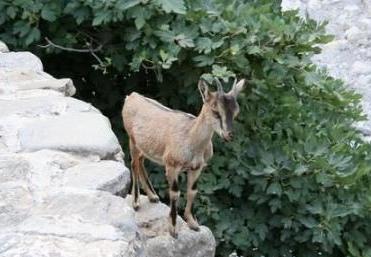 Animals of Crete including the Kri Kri goats and other mammals, birds