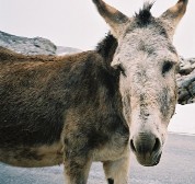 Sad Donkey