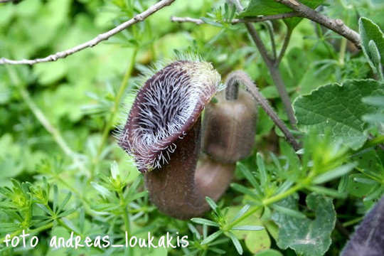 Cretan Birthwort  Aristolochia cretica (image by Andreas Loukakis)