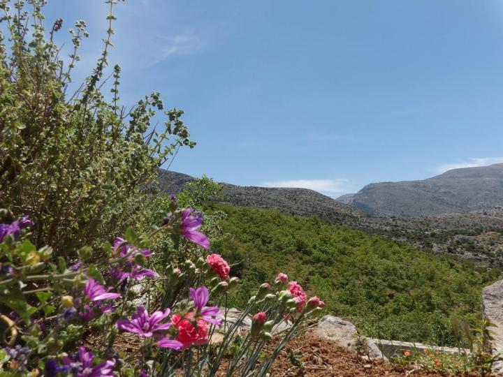 Spring is a good time to look for wild herbs and greens in Crete