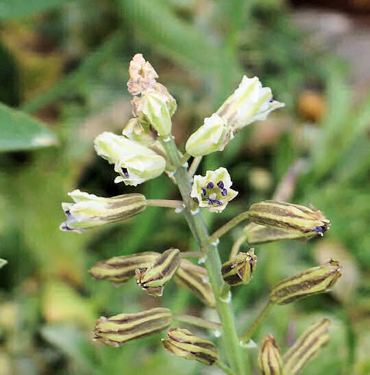 Bellevalia juliana - a new orchid species in Crete (image by Steve Lenton)