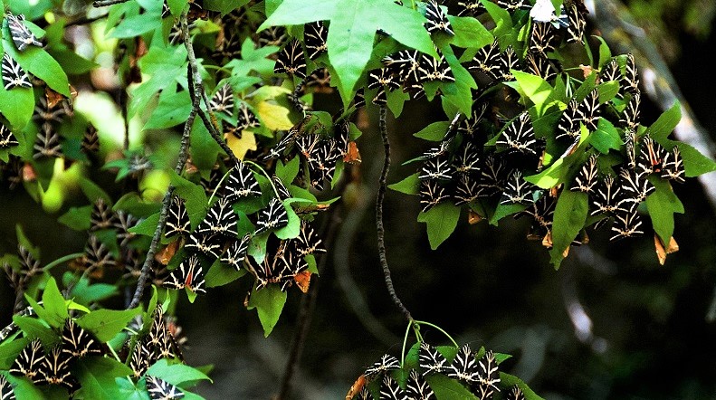 Valley of the Butterflies Rhodes