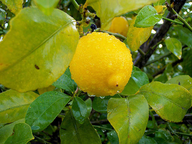 Lemon in the garden in Crete