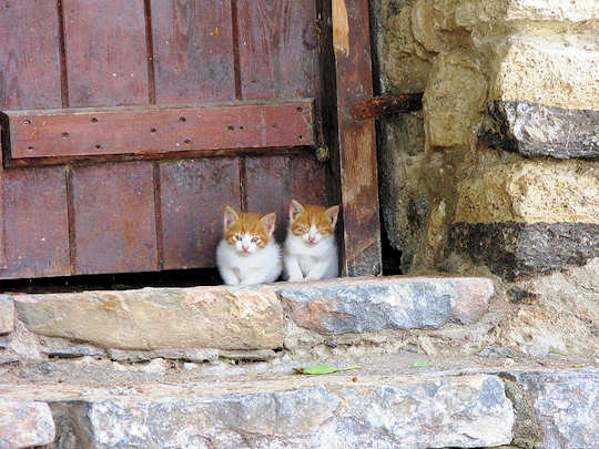Curious Kittens by Andrew and Annemarie