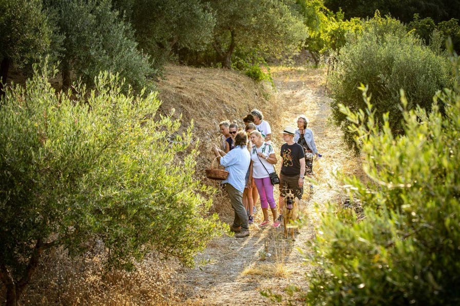 Dalabelos Farm Olive Grove