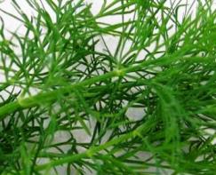 Fresh dill herb can be used in spanakopita