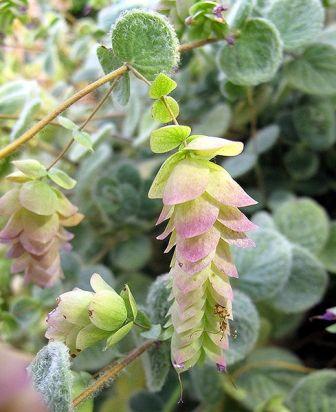 Origanum dictamnus