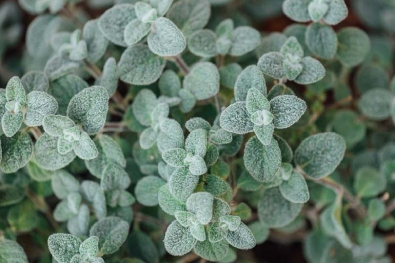 Dittany - a healing herb from Crete