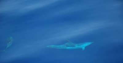 Mediterranean Striped Dolphins