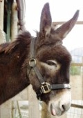 Donkey at the sanctuary