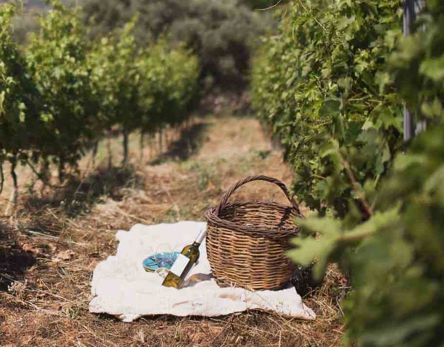 Enjoy a picnic at Dourakis Winery