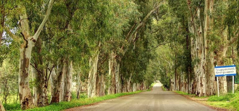 The avenue of tall eucalyptus trees upon entry to the village