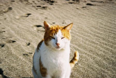 Ginger Boy, Crete