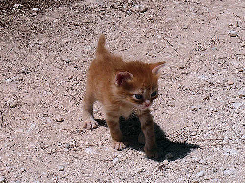 Ginger Kitten