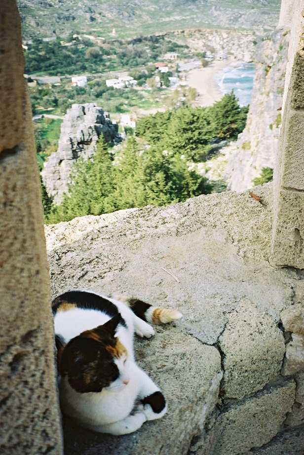 Greek cat at Lindos