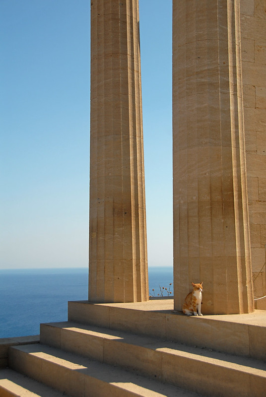 Greek cat in Lindos