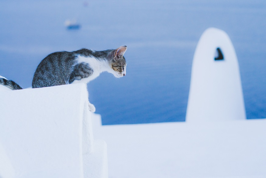 Cat Oia Santorini