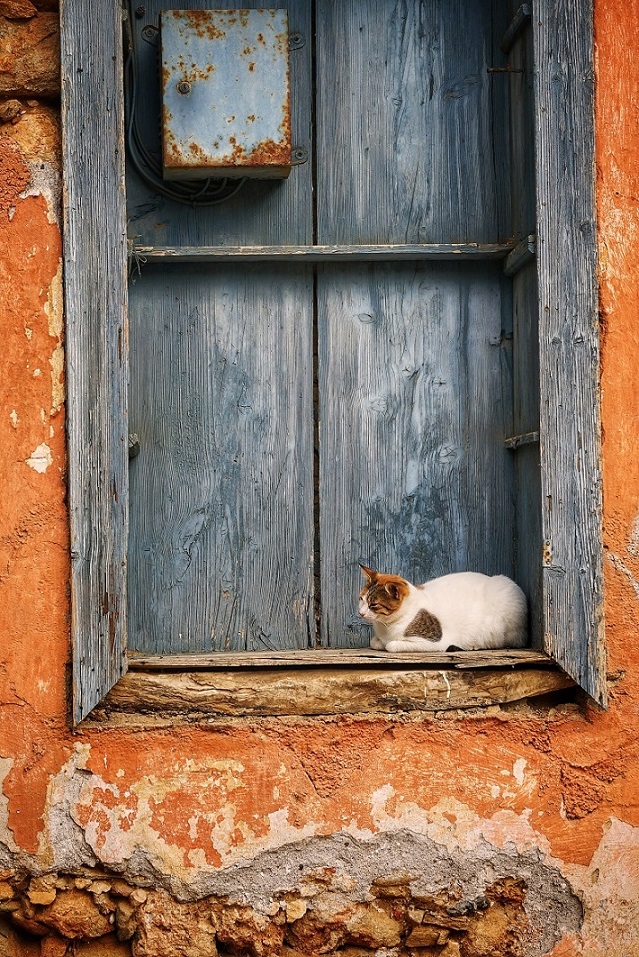 Cat Panormos