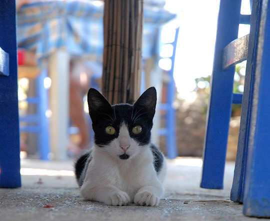 Cat under a taverna table (image by Luigi Rosa)