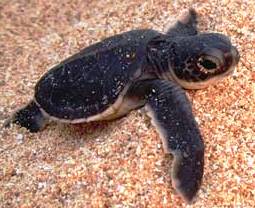 Green Turtle Crete Kriti