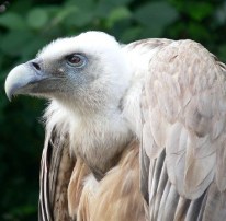 Griffon Vulture Griffon Vulture