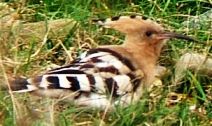 Hoopoe