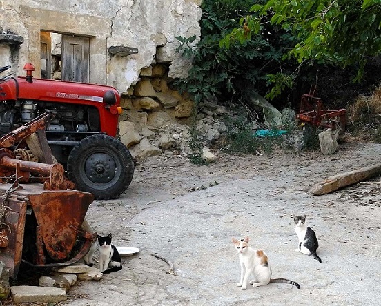 Village cats in Kamilari