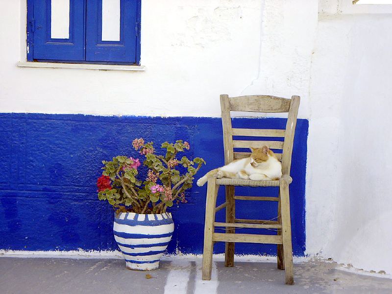 Yiasou! Cat in Karpathos by Green Manalishi