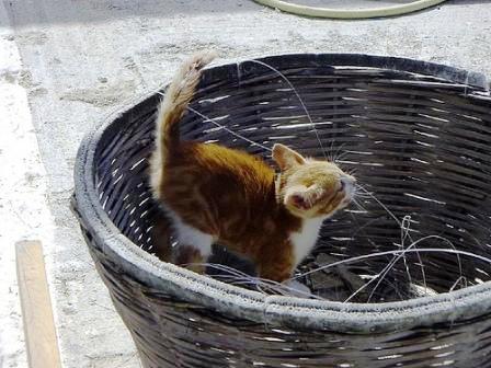 Kitten in Karpathos