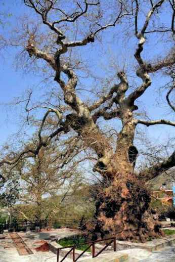 Ancient plane tree in Krasi Village, Crete