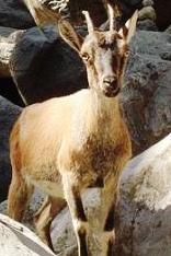 Kri Kri goat of Crete