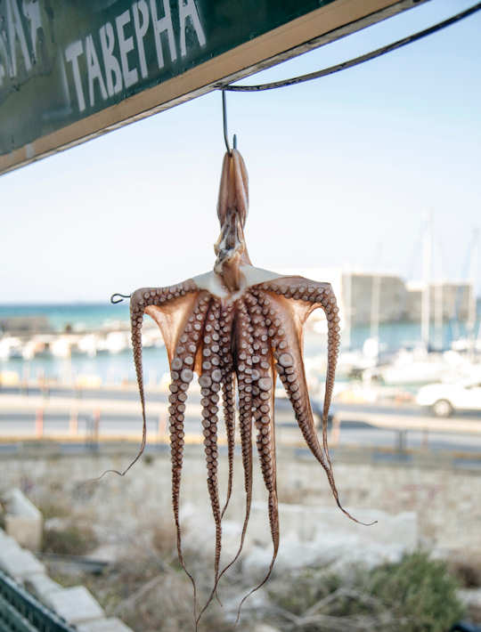 Heraklion Old Port and Octopus