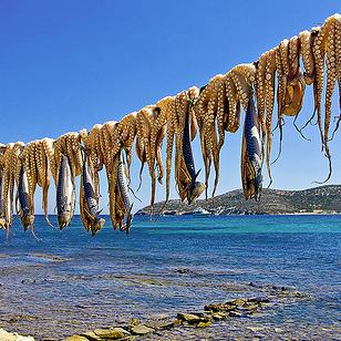 Octopus Drying by the Sea (image by FosterFoto)