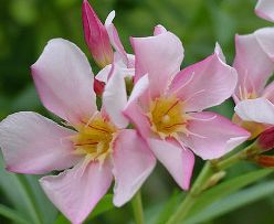 Plenty of Oleanders line the path