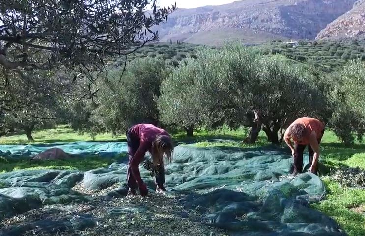 Olive Harvest Nets