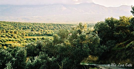 Much of Crete is planted with olives